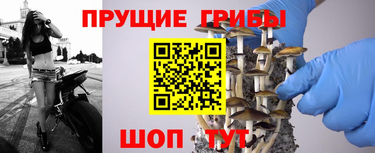 Галлюциногенные грибы Psilocybe Туапсе